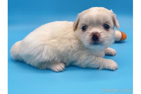 成約済の東京都のミックス犬-149542の8枚目