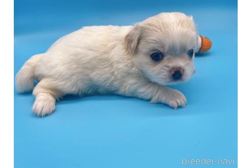 成約済の東京都のミックス犬-149542の9枚目