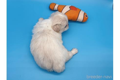 成約済の東京都のミックス犬-149542の10枚目