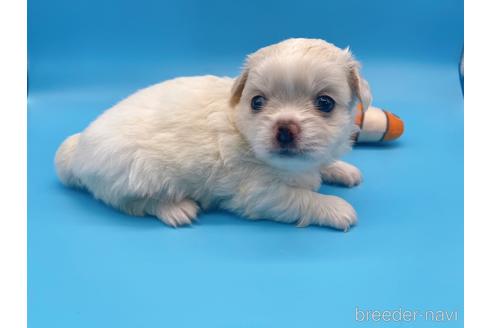 成約済の東京都のミックス犬-149542の2枚目