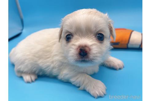 成約済の東京都のミックス犬-149542の3枚目
