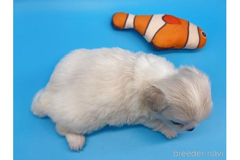 成約済の東京都のミックス犬-149542の4枚目