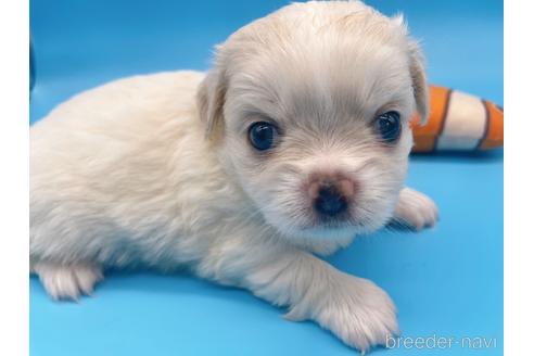 成約済の東京都のミックス犬-149542の6枚目