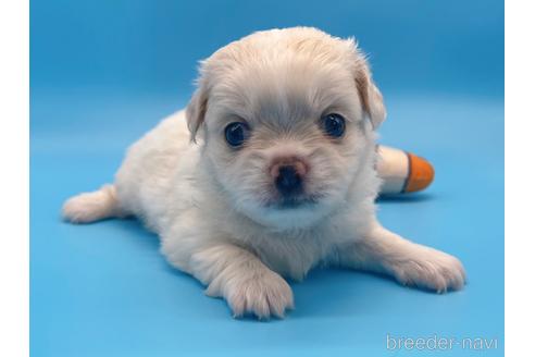 成約済の東京都のミックス犬-149542の1枚目