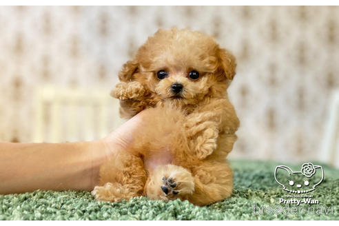 成約済の愛知県のタイニープードル-149503の1枚目