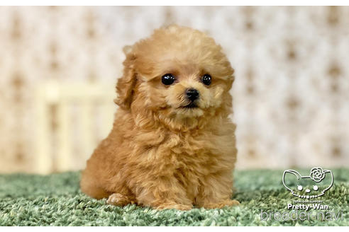 成約済の愛知県のタイニープードル-149503の5枚目