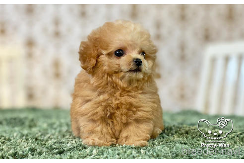 成約済の愛知県のタイニープードル-149503の2枚目