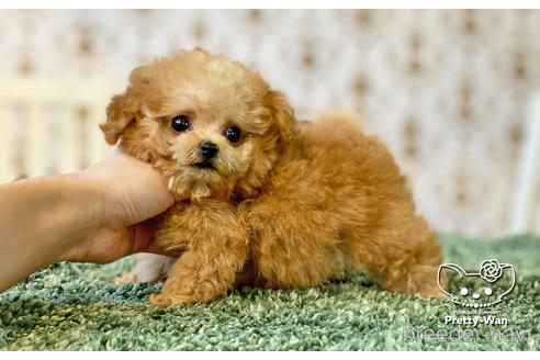 成約済の愛知県のタイニープードル-149503の4枚目