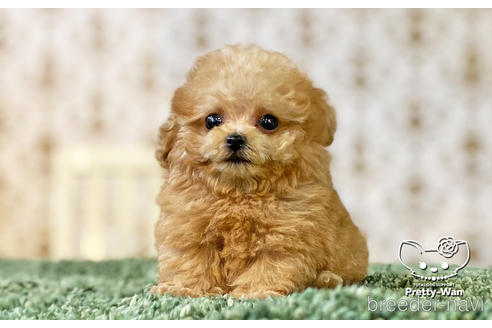 成約済の愛知県のタイニープードル-149503の6枚目