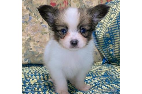 成約済の東京都のパピヨン-149539の1枚目