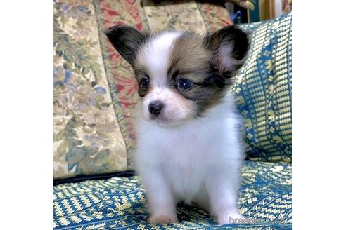 成約済の東京都のパピヨン-149539の4枚目