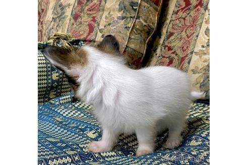 成約済の東京都のパピヨン-149539の3枚目