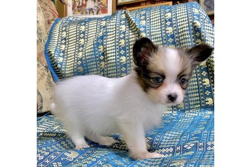 成約済の東京都のパピヨン-149539の2枚目