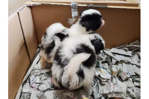 成約済の愛知県の狆 (チン)-149547の2枚目