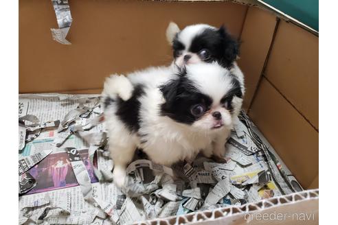 成約済の愛知県の狆 (チン)-149547の3枚目