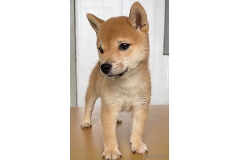 成約済の茨城県の豆柴-148812の5枚目