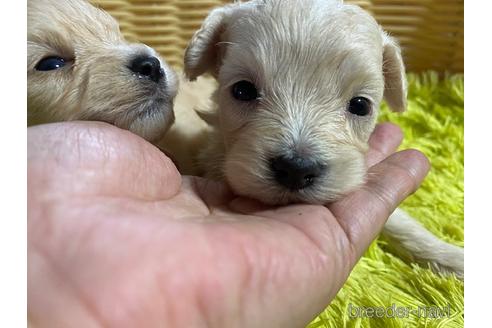 成約済の秋田県のマルプー:マルチーズ×トイプードル-149550の10枚目