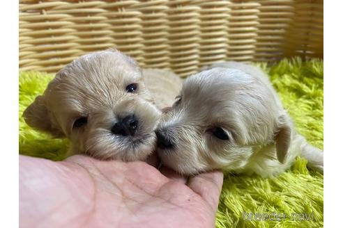 成約済の秋田県のマルプー:マルチーズ×トイプードル-149552の9枚目