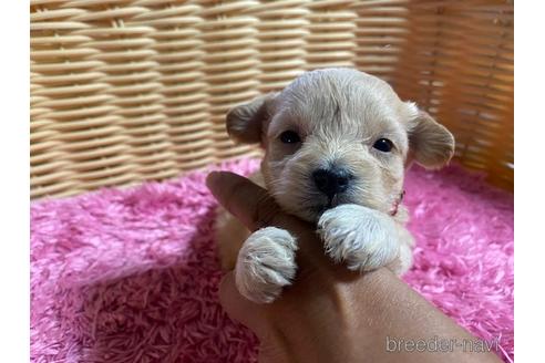 成約済の秋田県のマルプー:マルチーズ×トイプードル-149554の20枚目