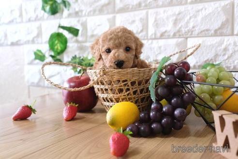 成約済の滋賀県のトイプードル-149578の1枚目