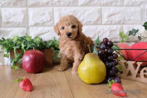 成約済の滋賀県のトイプードル-149578の3枚目
