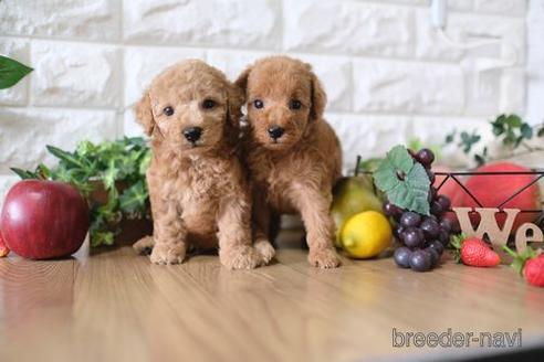 成約済の滋賀県のトイプードル-149578の2枚目