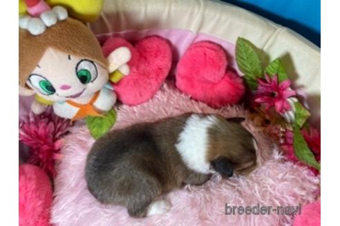 成約済の愛知県のシェットランドシープドッグ(シェルティ)-149589の2枚目