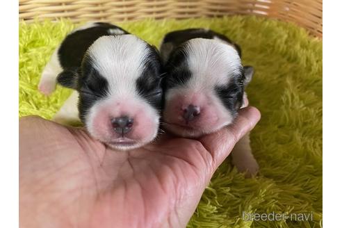 成約済の秋田県のマルシーズー:マルチーズ×シーズー-149588の6枚目