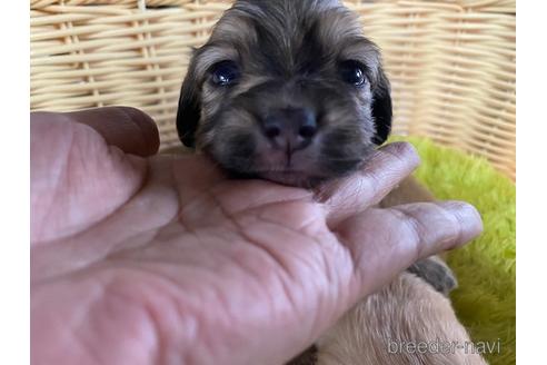 成約済の秋田県のチワックス:チワワ×ミニチュアダックスフンド-149594の7枚目