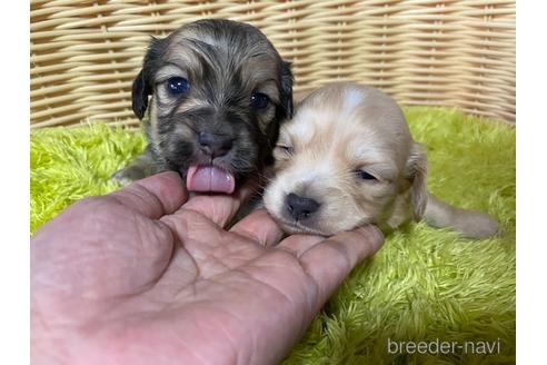 成約済の秋田県のチワックス:チワワ×ミニチュアダックスフンド-149594の4枚目