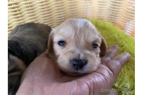 成約済の秋田県のチワックス:チワワ×ミニチュアダックスフンド-149596の9枚目