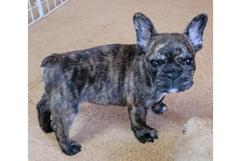 成約済の埼玉県のフレンチブルドッグ-149612の6枚目