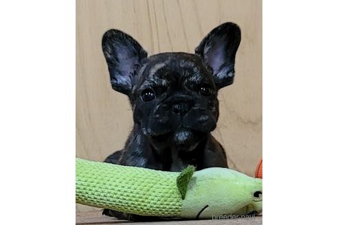 成約済の埼玉県のフレンチブルドッグ-149612の2枚目