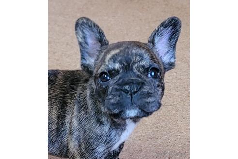 成約済の埼玉県のフレンチブルドッグ-149612の1枚目