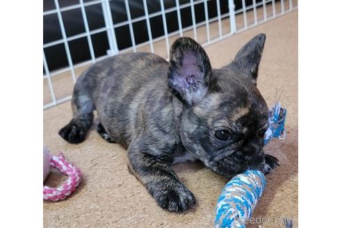 成約済の埼玉県のフレンチブルドッグ-149612の3枚目