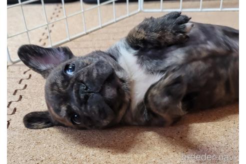 成約済の埼玉県のフレンチブルドッグ-149612の4枚目