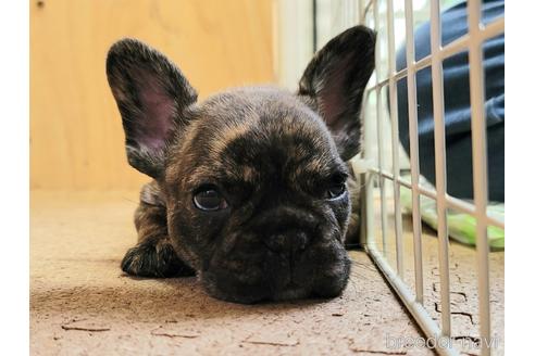 成約済の埼玉県のフレンチブルドッグ-149612の5枚目