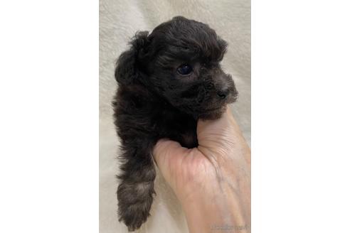 成約済の埼玉県のティーカッププードル-146427の11枚目