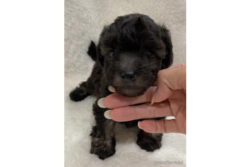 成約済の埼玉県のティーカッププードル-146428の13枚目
