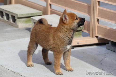 成約済の埼玉県の柴犬-149608の6枚目
