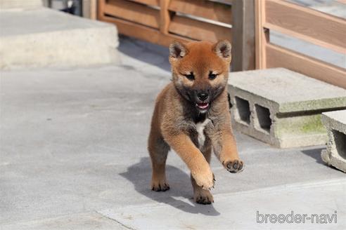 成約済の埼玉県の柴犬-149608の5枚目