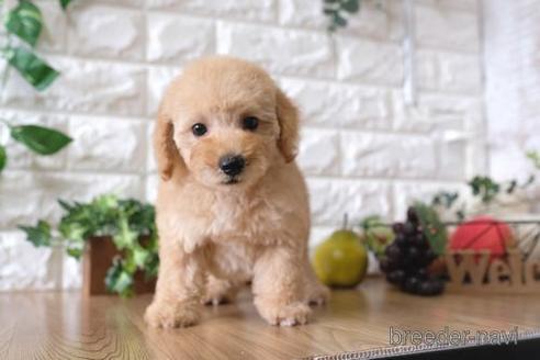 成約済の滋賀県のトイプードル-147859の1枚目