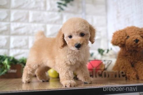 成約済の滋賀県のトイプードル-147859の5枚目