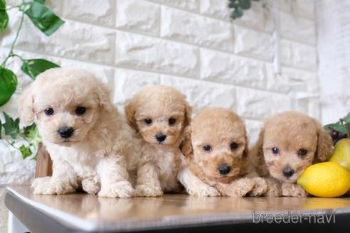 成約済の滋賀県のトイプードル-147859の4枚目