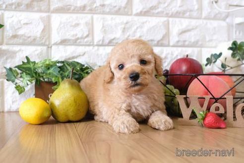 成約済の滋賀県のトイプードル-147859の3枚目