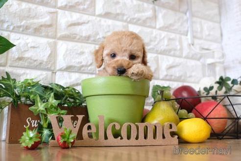 成約済の滋賀県のトイプードル-147859の2枚目