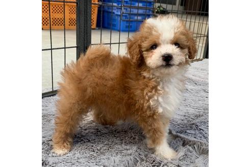 成約済の茨城県のミックス犬-144884の4枚目