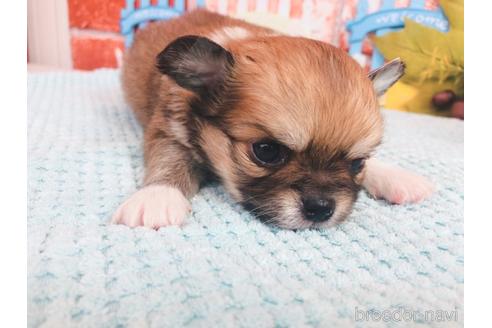 成約済の神奈川県のチワワ(ロングコート)-149628の3枚目