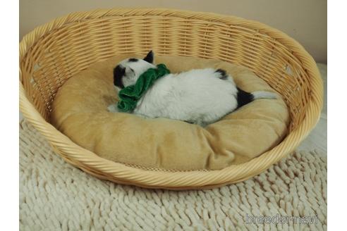 成約済の埼玉県のチワワ(ロングコート)-149630の4枚目