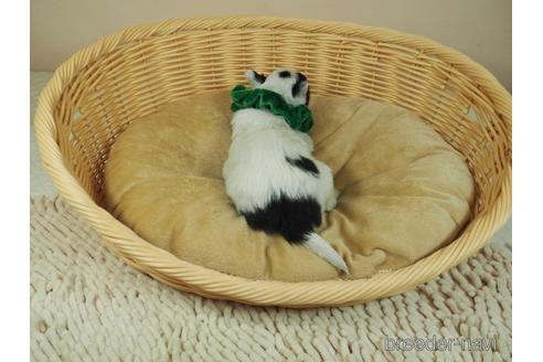 成約済の埼玉県のチワワ(ロングコート)-149630の3枚目
